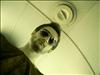 Burhan  (whiteshark)