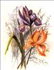 Hatice  (izmr35)
