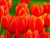 Gamze  (gamze71)